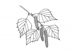 Березовая ветка раскраска