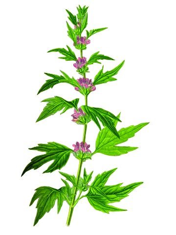 Пустырник сердечный Фармакогнозия