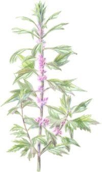 Пустырник пятилопастный ботаника