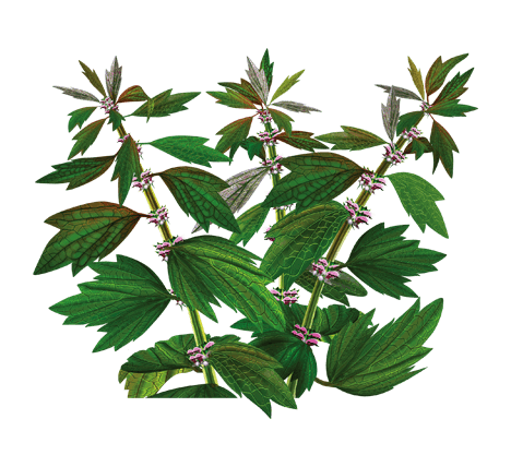 Пустырник пятилопастной и сердечный