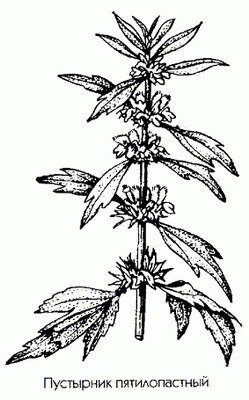 Пустырник окружающий мир 2 класс