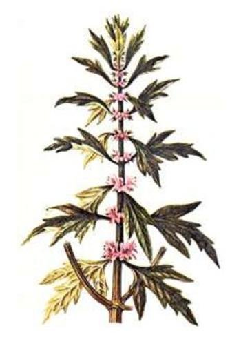 Пустырник пятилопастный трава