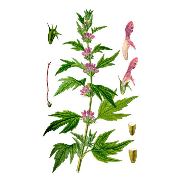 Пустырник сердечный Фармакогнозия