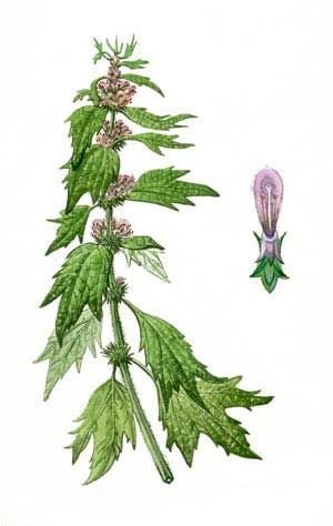 Пустырник сердечный гербарий