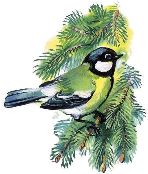 Синица лазоревка акварелью