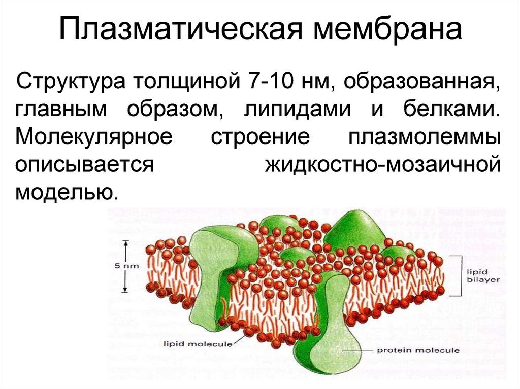 Клеточная мембрана это молекулярная структура впр физика. Плазматическая мембрана плазмалемма. Структура плазматической мембраны. Схема строения плазматической мембраны. Строение мембраны плазмалемма.