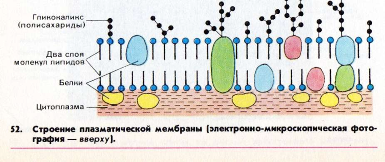 Мембраны клетки тест. Структура плазматической мембраны схема. Клеточная мембрана гликокаликс. Клеточная мембрана строение гликокаликс. Цитоплазматическая мембрана и гликокаликс.