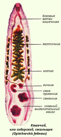Сибирский сосальщик Марита
