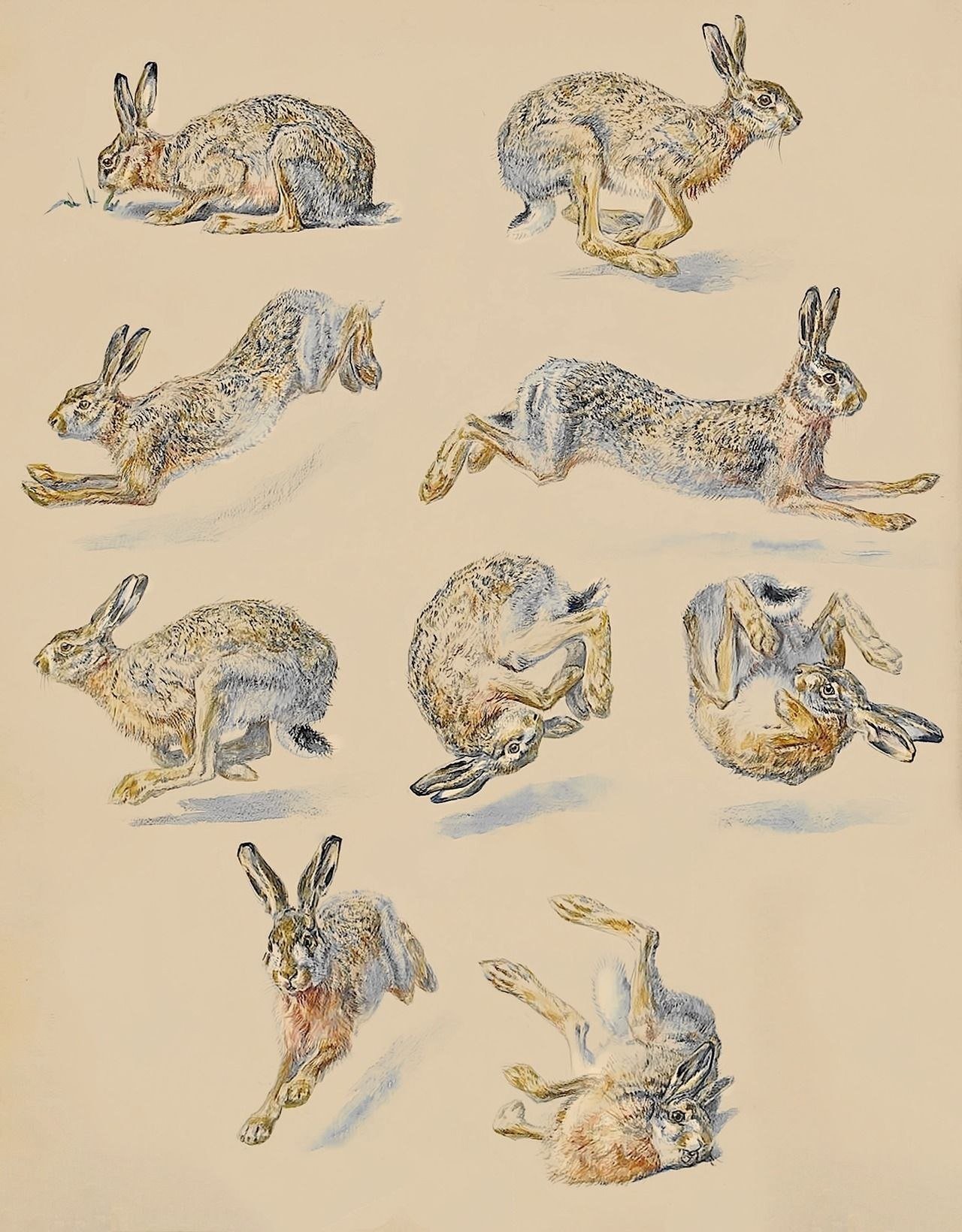 Кролики в разных позах