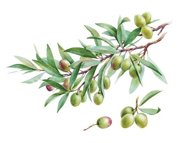 Оливки ветка акварель