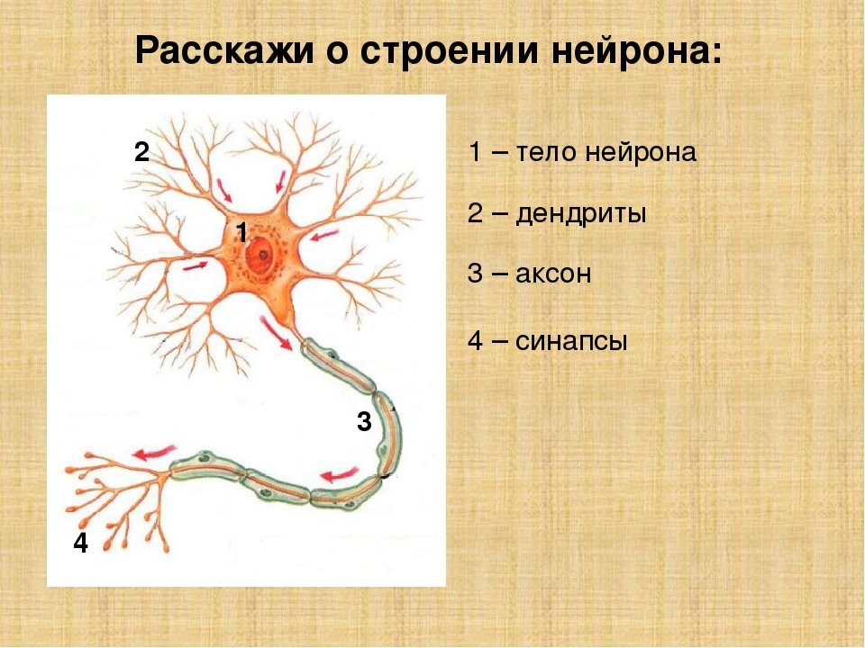 Основа нервной клетки. Строение нейрона человека. Строение нейрона биология 8 класс. Строение нейрона и функции его частей. Строение нервной клетки нейрона.