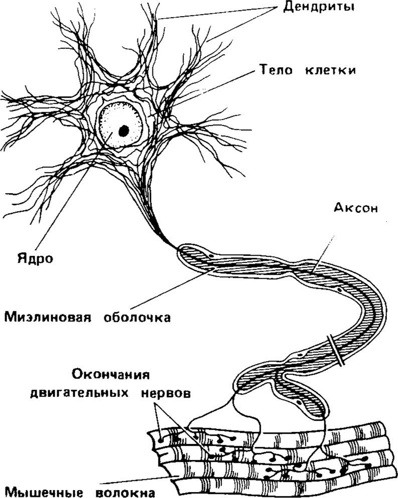 Основа нервной клетки. Строение нервной клетки нейрона. Схема строения двигательного нейрона. Строение нейрона человека схема. Рисунок строение нейрона с обозначениями.