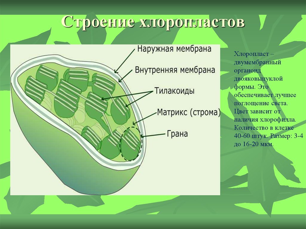 Хлоропласты содержатся в клетках. Строма хлоропласта. Строение хлоропласта Строма. Строение хлоропласта фотосинтез. Структурные компоненты хлоропластов.