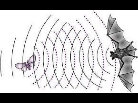 Эхолокация летучих мышей схема