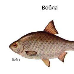 Семейства карповых вобла