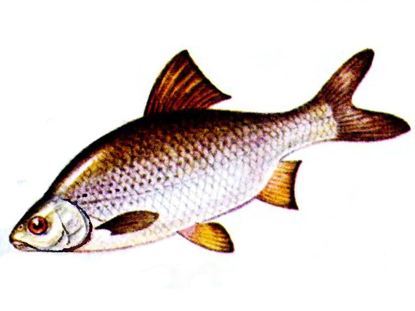 Rutilus rutilus рисунок