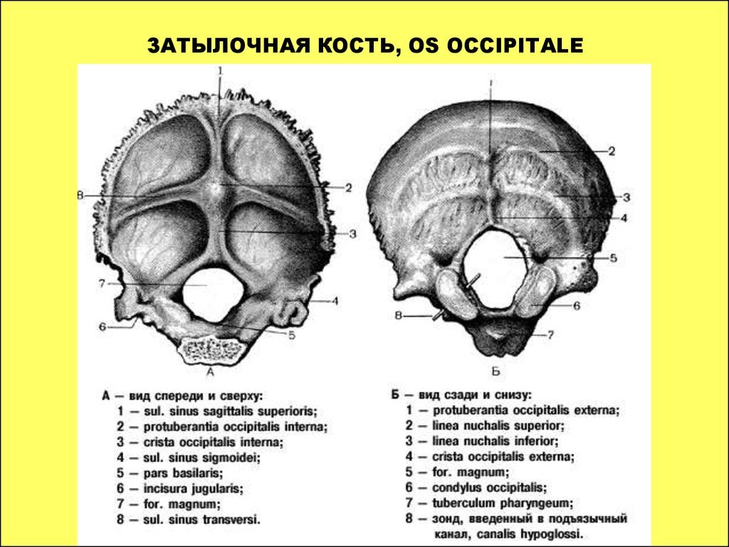 Protuberancia occipital externa