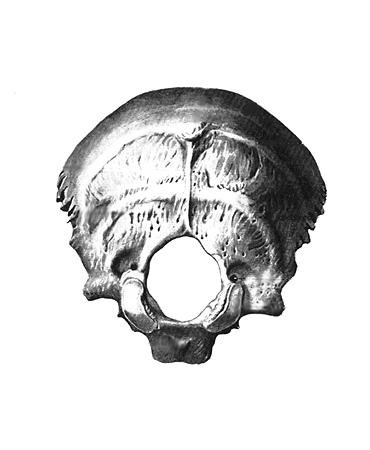 Затылочная кость черепа анатомия