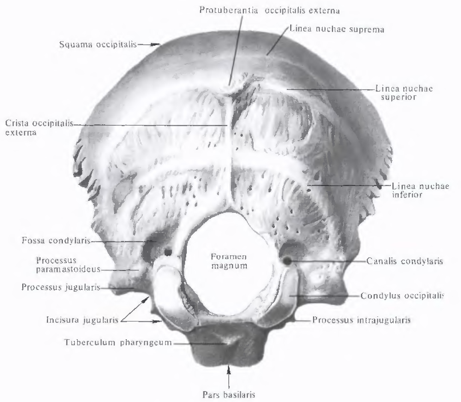 Мыщелки черепа. Затылочная кость части кости. Затылочная кость черепа анатомия. Затылочная кость анатомия латынь. Затылочная кость Синельников.