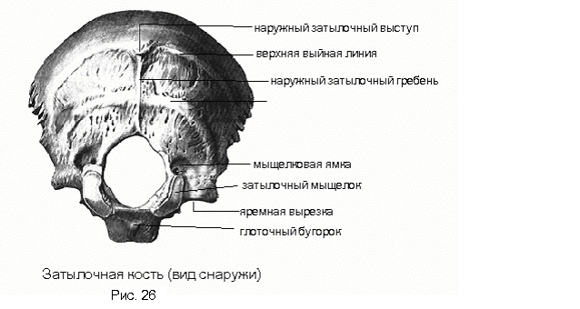 Мыщелок черепа. Мыщелки затылочной кости анатомия. Затылочная кость черепа анатомия человека. Затылочная кость черепа анатомия строение. Затылочная кость анатомия края.