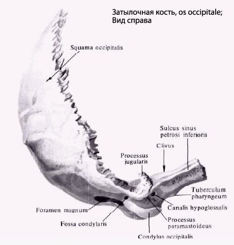 Затылочная кость Синельников