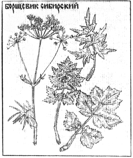 Борщевик Сибирский рисунок