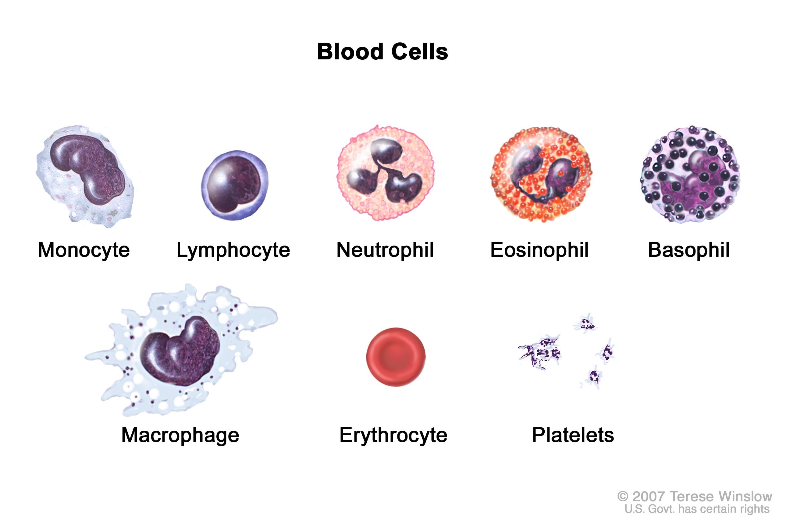 Кровь на б клетки. Типы клеток крови рисунок. Клетки эритроциты лейкоциты тромбоциты. Моноциты и лимфоциты. Клетки крови эритроциты и лимфоциты.