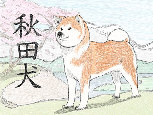 Акита ину срисовать