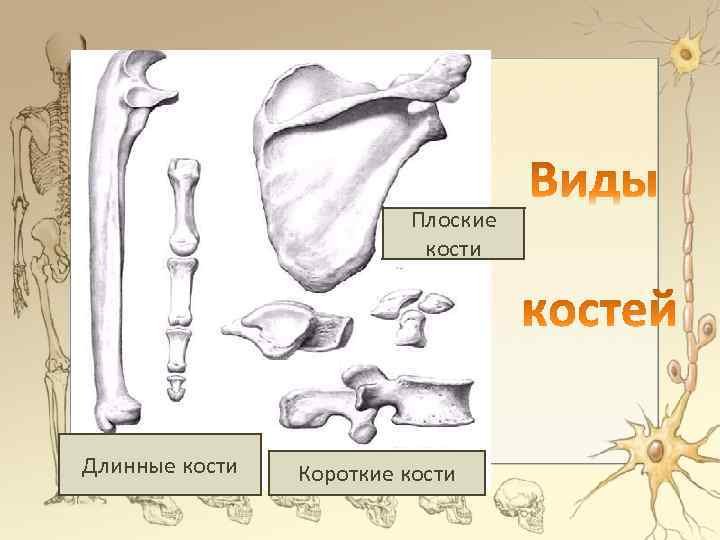 Плоские кости скелета человека. Кости трубчатые губчатые плоские смешанные. Типы костей человека схема. Короткие и плоские кости. Длинные и плоские кости.