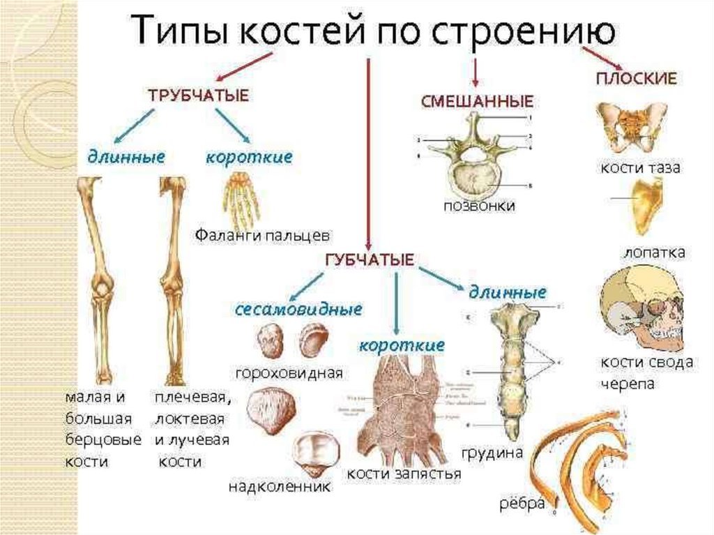 Укажите губчатые кости. Классификация костей схема трубчатые губчатые плоские смешанные. Классификация костей трубчатые губчатые смешанные. Классификация костей скелета человека анатомия. Строение трубчатой кости.