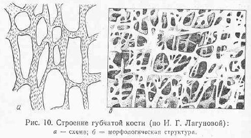 Губчатая костная ткань рисунок