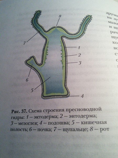 Строение гидры 7 класс биология