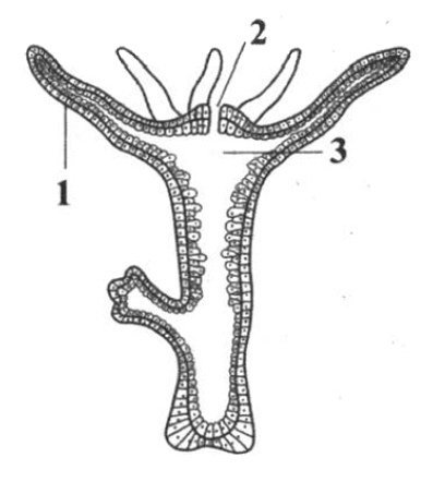 Кишечнополостные Пресноводная гидра