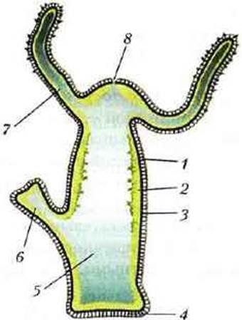 Пресноводный полип гидра строение