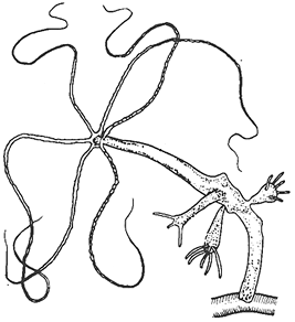 Гидра пресноводная рисунок (49 фото)