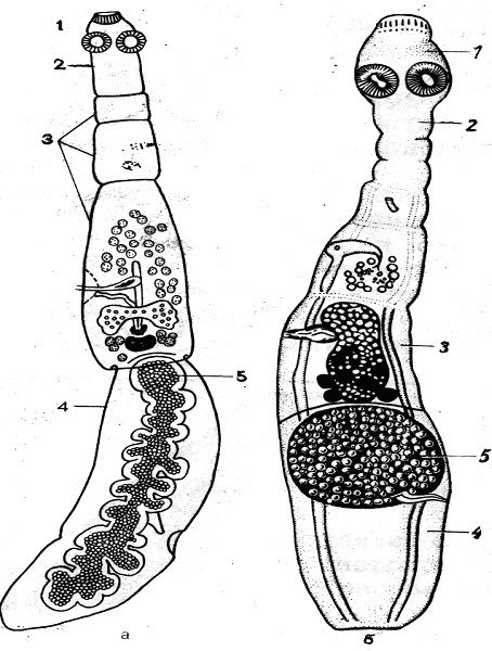 Марита эхинококка строение