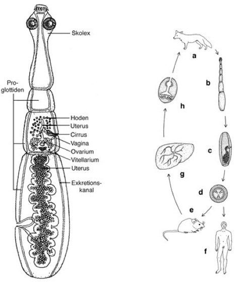 Эхинококк строение