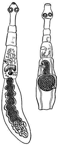 Строение финны альвеококка