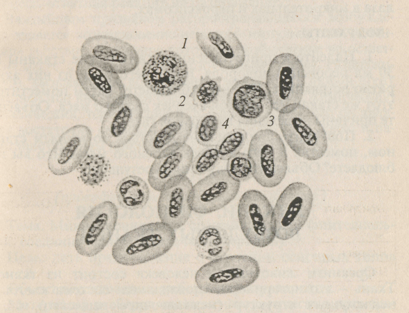 Строение эритроцитов лягушки рисунок