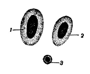 Эритроциты в крови лягушки под микроскопом