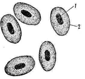 Строение клетки крови лягушки под микроскопом