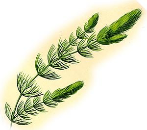Роголистник Донской Ceratophyllum tanaiticum