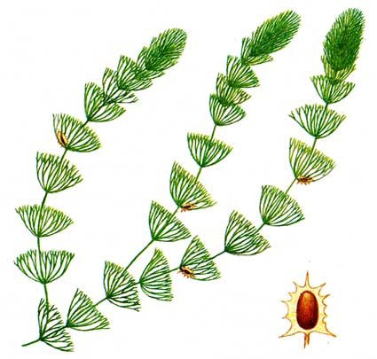 Роголистник нарисовать