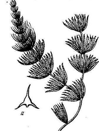 Роголистник аквариумное рисунок