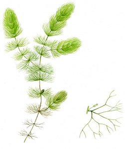 Растения роголистник раскраска