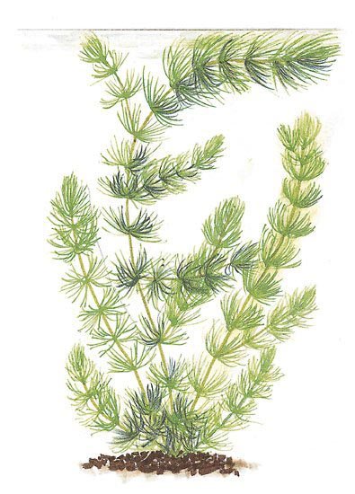 Роголистник рисунок детский