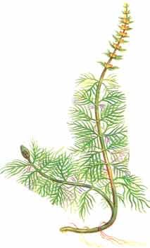 (Элодея, рдест плавающий, роголистник