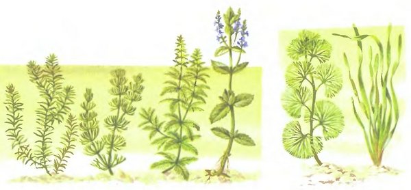 Уруть колосистая Ботаническая иллюстрация