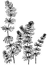 Роголистник рисунок (47 фото)