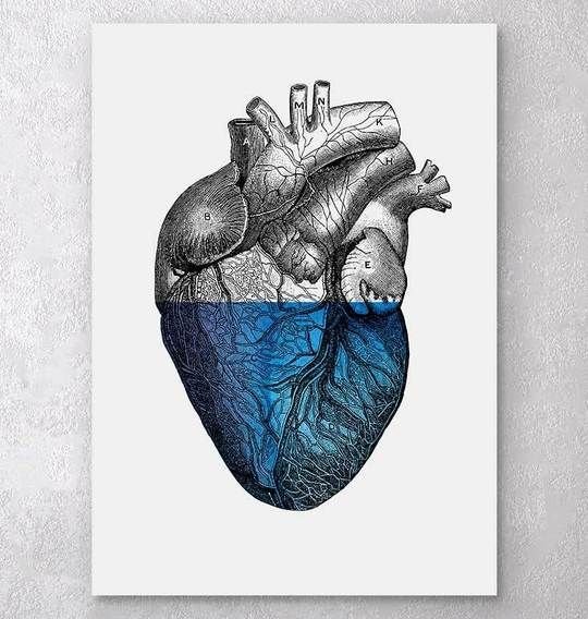 Сердце Анатомическое изображение